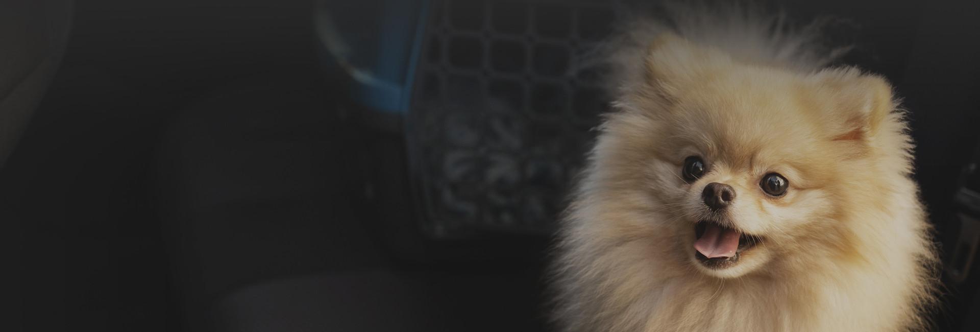 adorable Pomeranian dog in a car