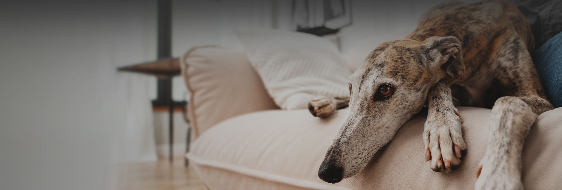 large dog on a couch at home